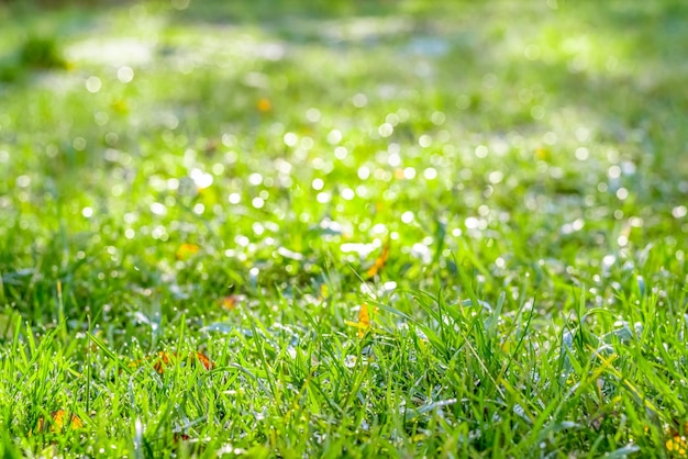 写真 バックライトボケ背景の選択的な焦点の緑の芝生