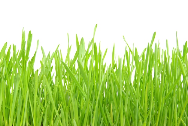 Green lawn isolated on white background