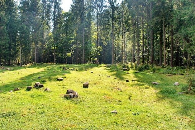 Green lawn in a park with grass and big trees