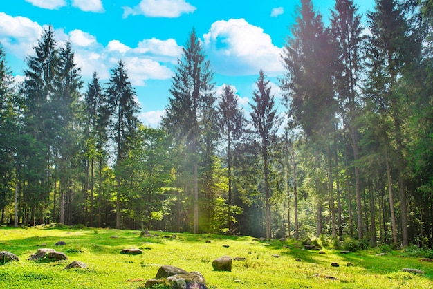 Prato verde nel parco