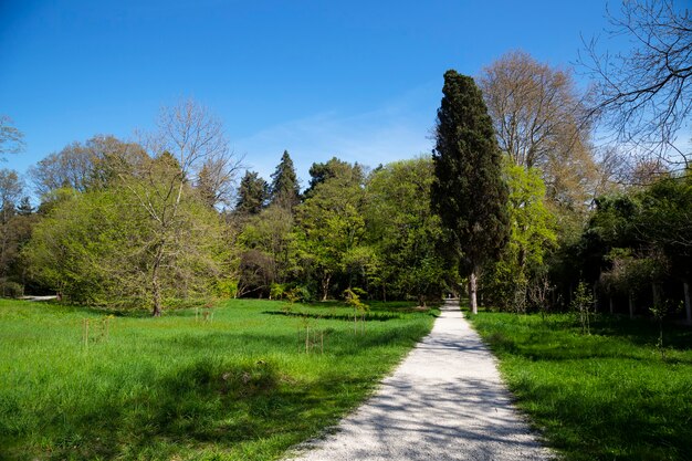 Green lawn and trees in the city park under the sunlight, summer