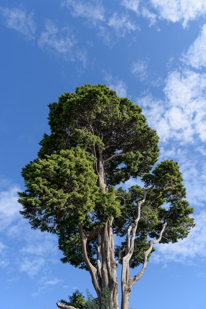 Foto prato verde e alberi nel parco.