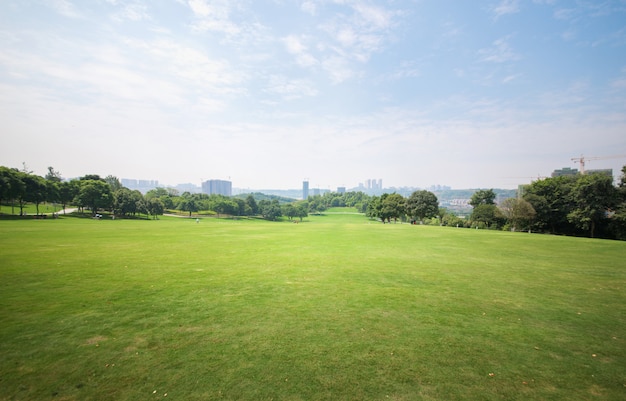 Green lawn in urban public park