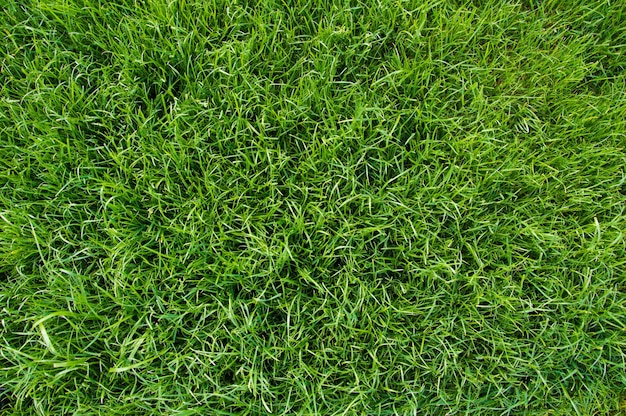 Green lawn wall background texture