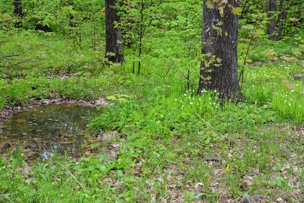 green lawn with blooming anemone flowers and puddle and tree trunks, close-up