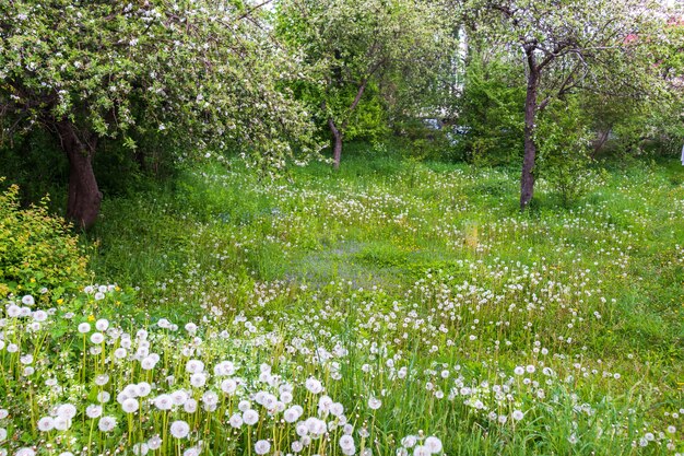 green lawn with blooming dandelion flowers on a clear sunny day spring summer beginning