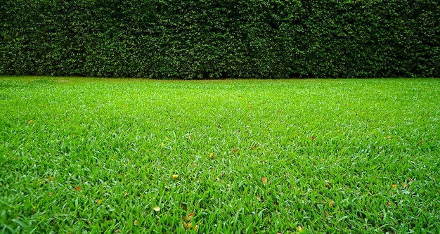 뒤쪽에 나무 벽이 있는 녹색 잔디