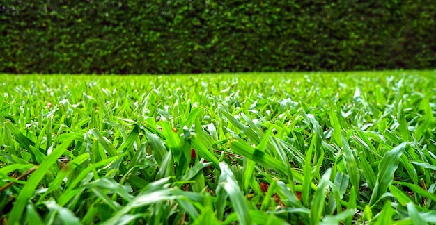 Green lawn with a tree wall on the back