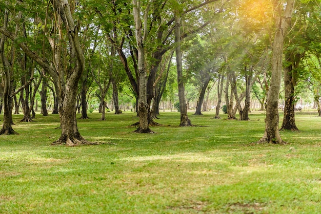 Photo green lawn with trees in park