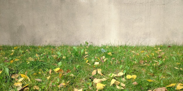 Foto prato verde con foglie gialle