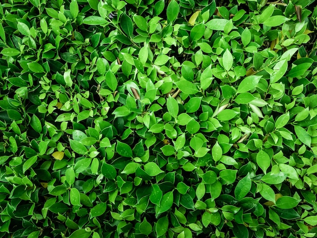 Green leaf abstract background