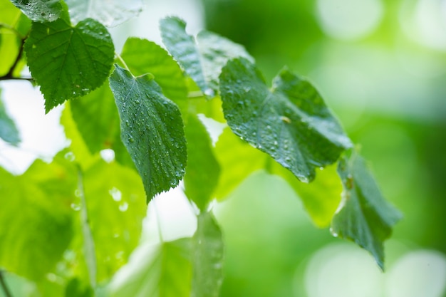 Зеленый лист после дождя фона.