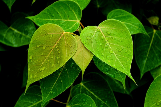 Green leaf after raining day