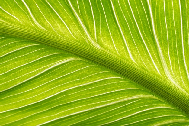 Green leaf against the light
