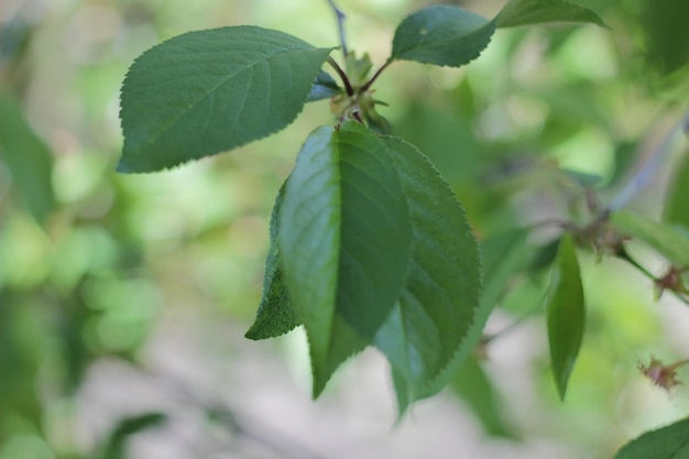 Green leaf of an apple-tree