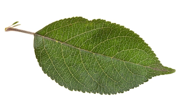 Green leaf of apple tree