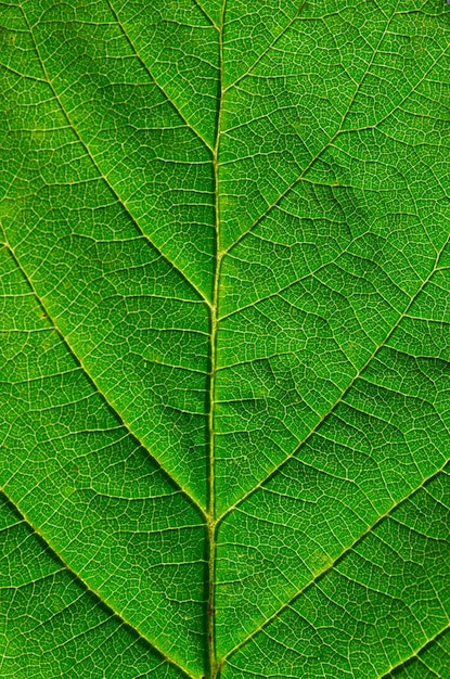 Photo green leaf as background