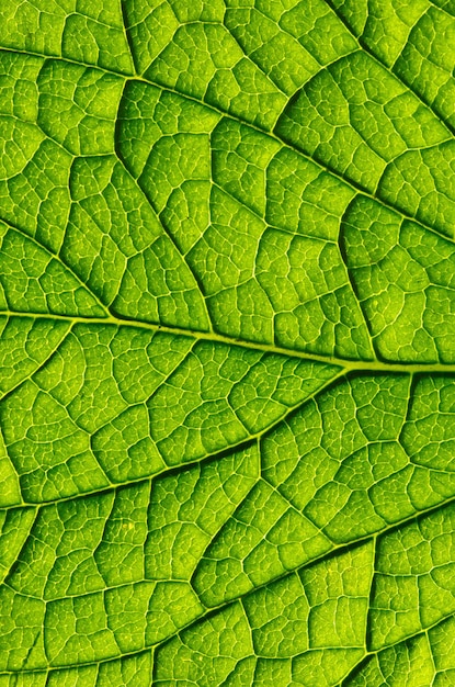 Зеленый лист как фон