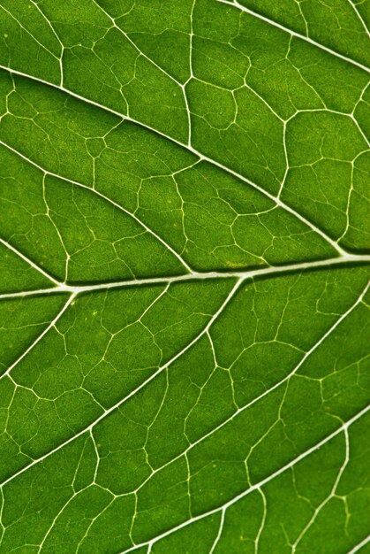 Green leaf as background