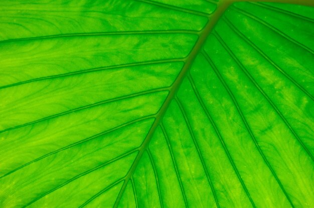 Green leaf as background