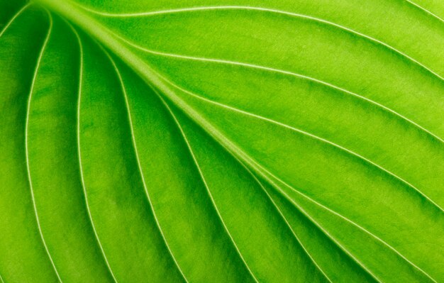 Green leaf as background