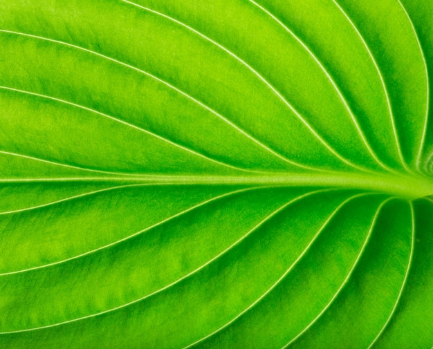 green leaf as background