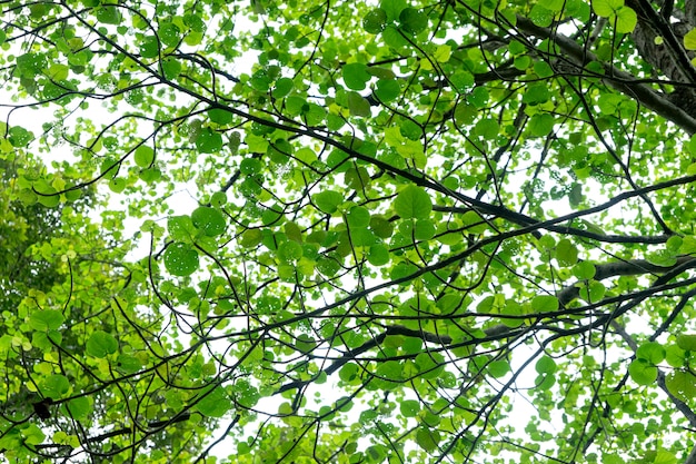 Foto luce posteriore della foglia verde nella foresta