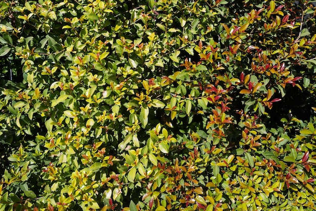 녹색 잎 배경 추상 녹색 잎 질감 잎 단풍 자연 녹색 질감과 배경 n