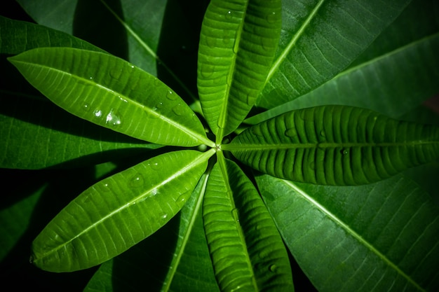 Green leaf background Beautiful in the garden and decorative plants for placing text and letters.