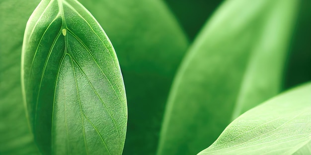 Green leaf background close up view Nature leave abstract Spectacular texture