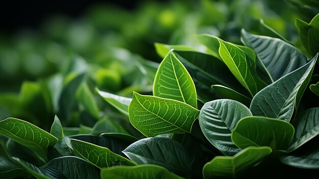 Green leaf background close up view nature leave abstract spectacular texture