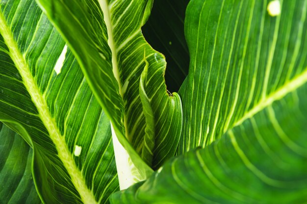 Green leaf background. Gardening concepts.