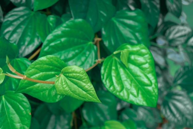 Green leaf background and green leaf backdrop