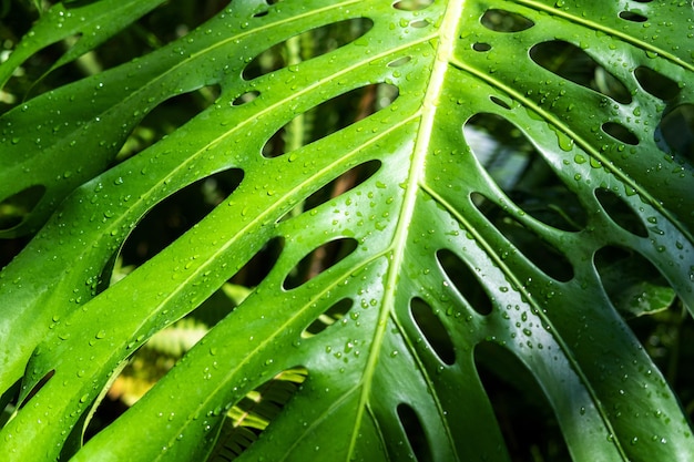 Green leaf background Leaf after rain