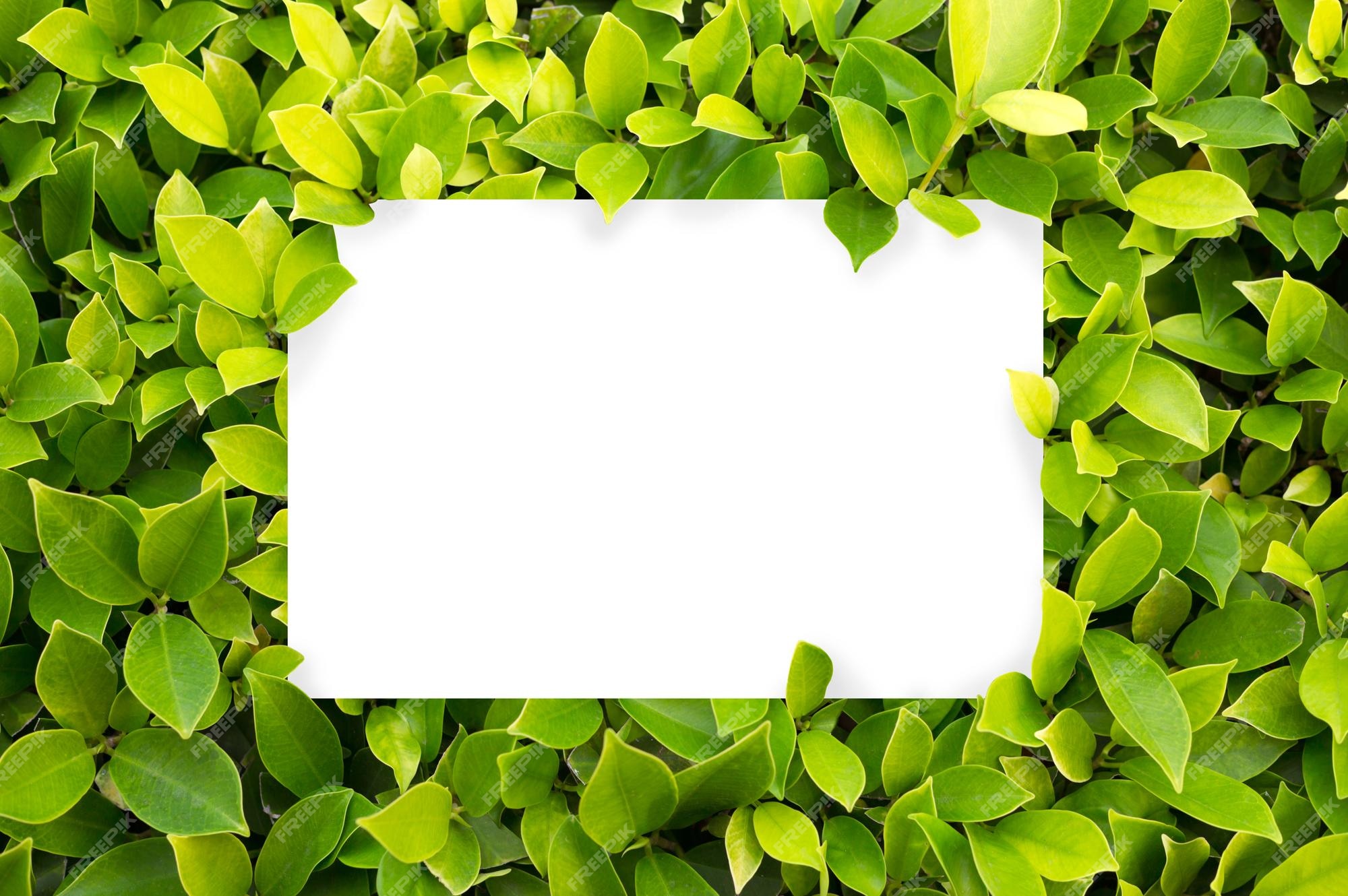 Premium Photo | Green leaf background leaves texture white blank sheet