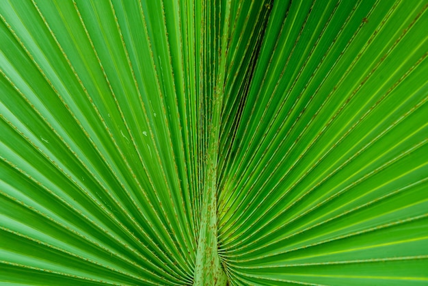 green leaf background and nature texture