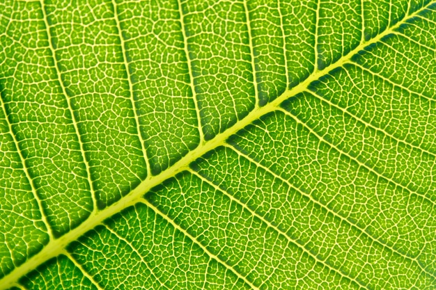 Green leaf background texture.