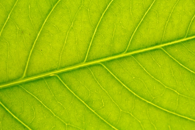 Foto texture di sfondo foglia verde.