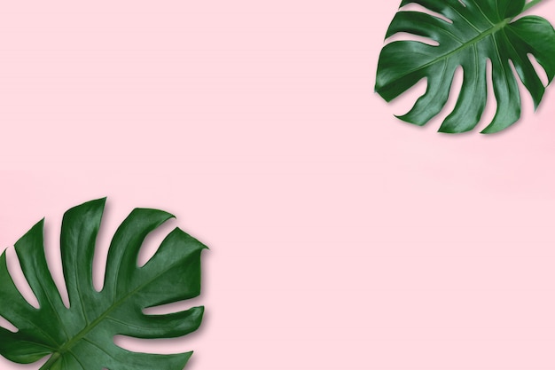 Green leaf background. Tropical leaves Monstera on pink background. Concept of nature in design