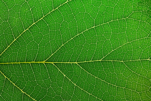 Photo green leaf background