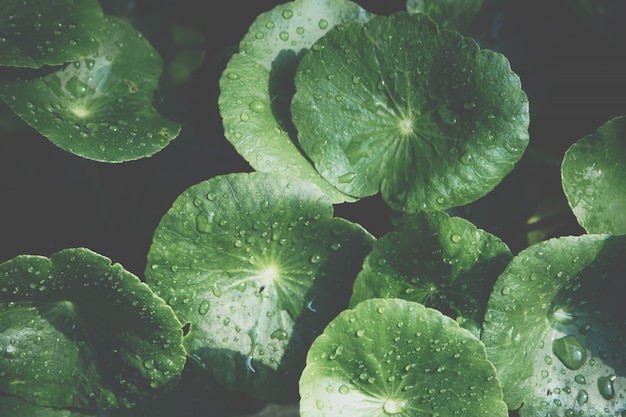 Green leaf background