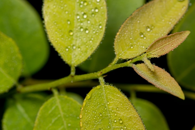 Green leaf background