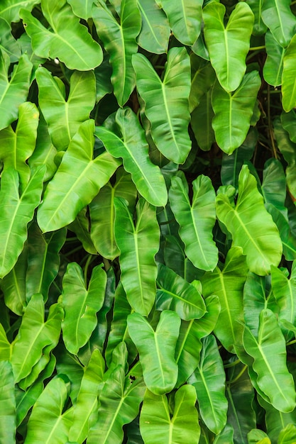 Green leaf background