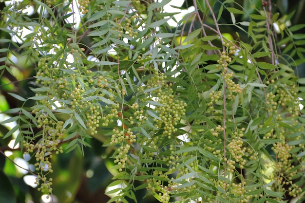 Sfondo verde foglia