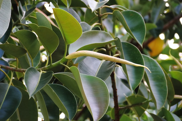 green leaf background