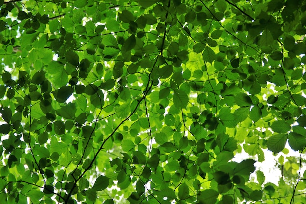 Green leaf background