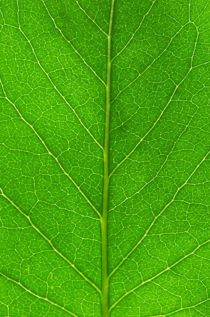 Green leaf background