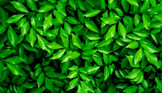 green leaf background