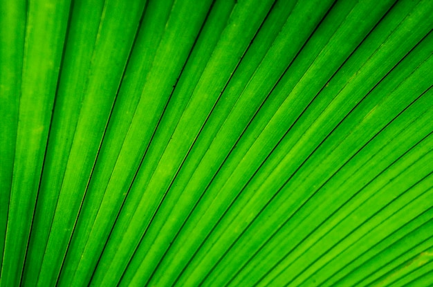 Green leaf background