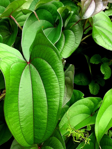 Green leaf background